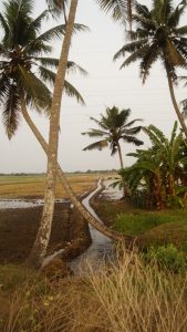 Backwaters rice field