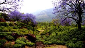 Munnar tea plantations