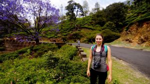 Munnar tea plantations 2