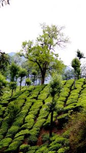 vivid-green-munnar