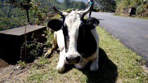 Cow-in Munnar