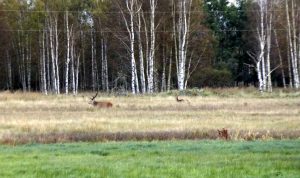 Słowiński-park-deer