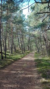 Słowiński-park-forest