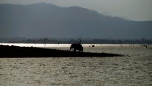 elephant-in-udawalawe