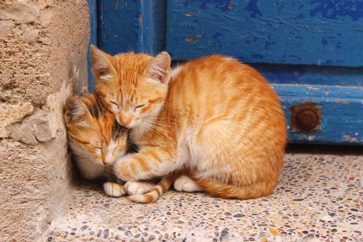 super-cute-street-cats