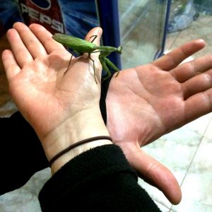 praying-mantis-sri-lanka